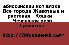 абиссинский кот вязка - Все города Животные и растения » Кошки   . Чеченская респ.,Грозный г.